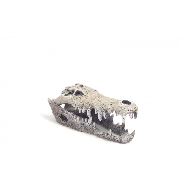 Nile Crocodile Skull Small 