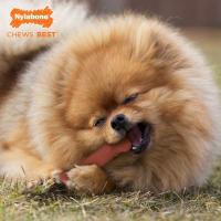 NB102PEU - NY EXTREME CHEW BACON SMALL