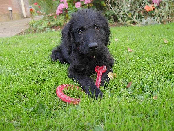 rosewood biosafe puppy bone