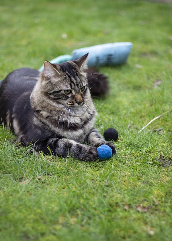 Kitten giggle outlet ball