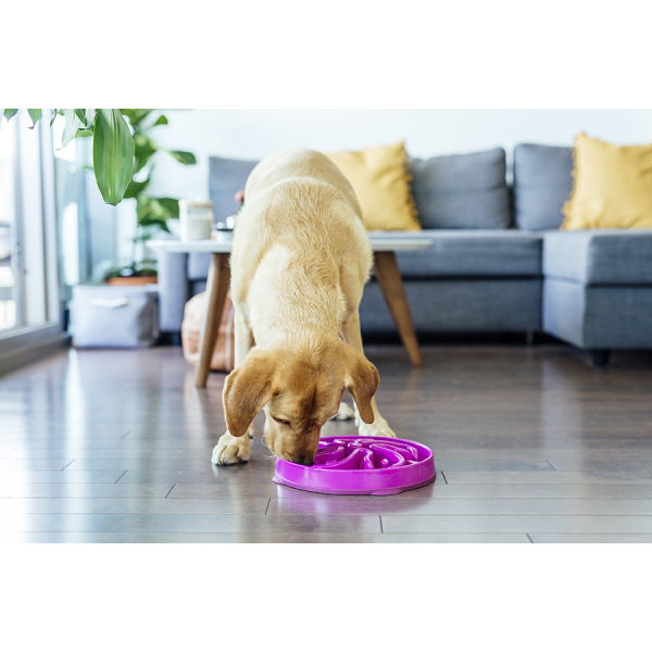 Outward Hound Fun Feeder Flower Purple Dog Bowls, 2 Cups