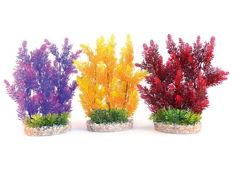 Aquaplant Colour Hedge 