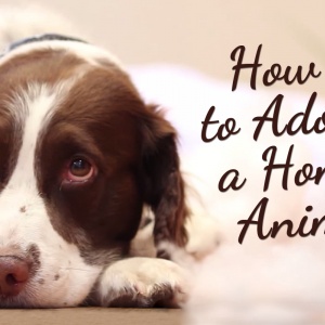 How to Adopt a Homeless Animal