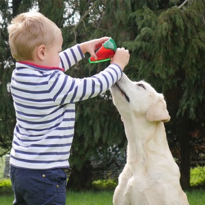 Keeping pets happy and healthy during isolation