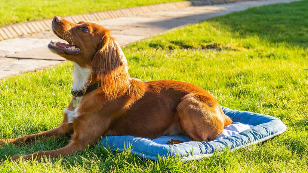 Ultimate guide to summer trips with your pooch