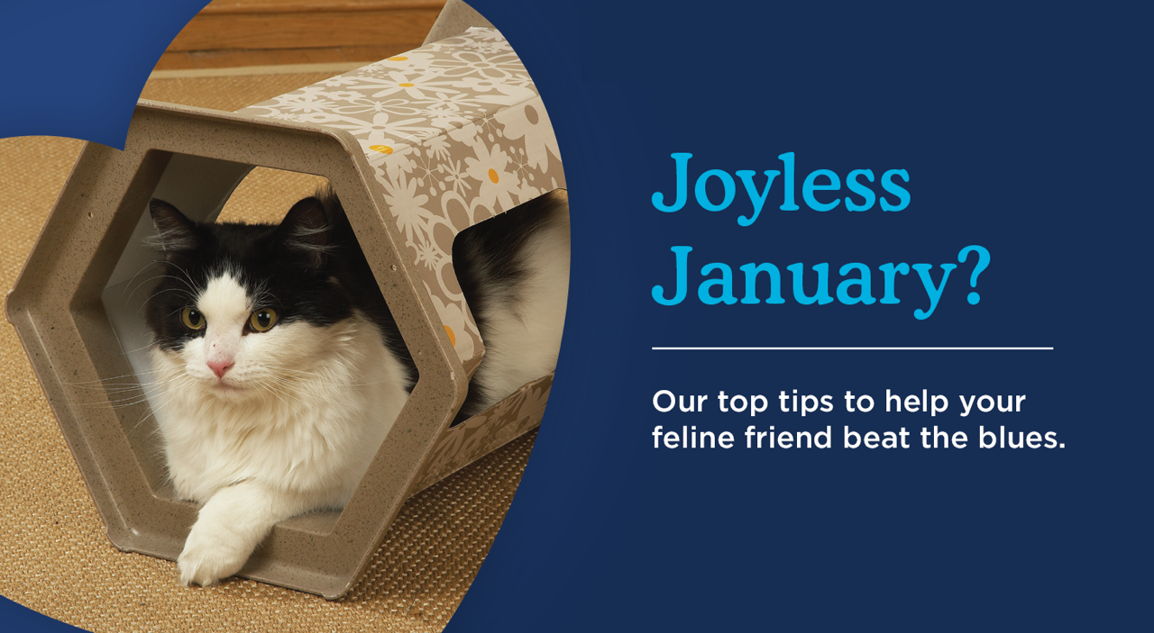 Help Your Cat Beat The January Blues