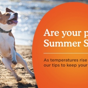 The Dos and Don’ts of Summer Pet Care