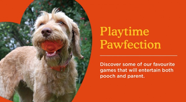 Playtime, Not Just For Your Pet! 