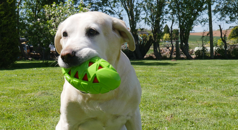 Top New Products To Get Tails Wagging This Summer