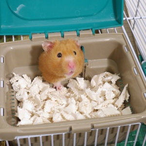 Choosing the Perfect Hamster Home for your Furry Friend