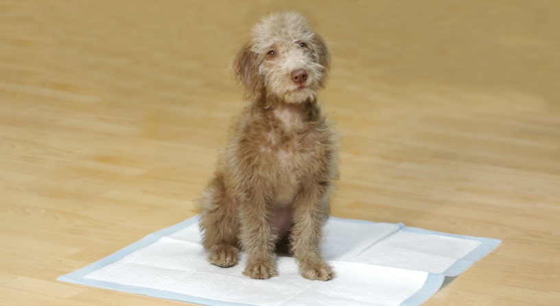 5 Puppy Toilet Training Mistakes 