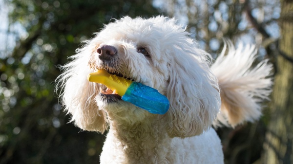 Cu-pet ways your furry friend shows they love you