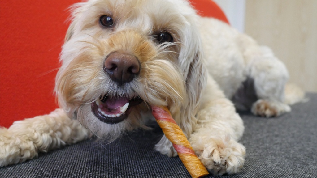 Keeping Furries’ Teeth Clean and Healthy