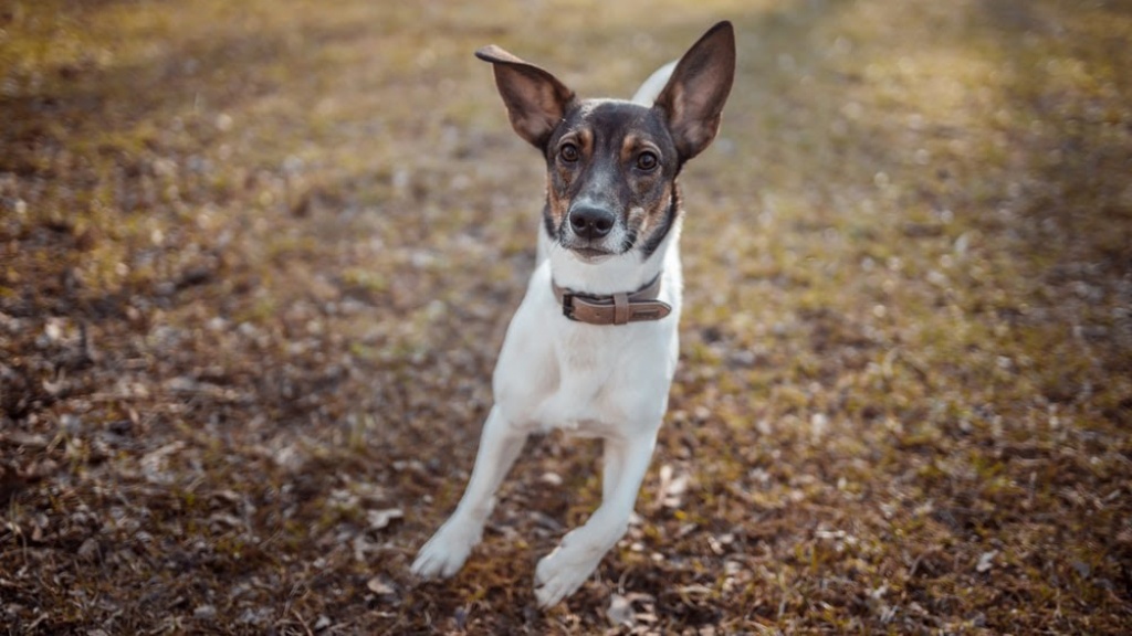 Our Resident Treat Expert on Collagen Treats For Dogs