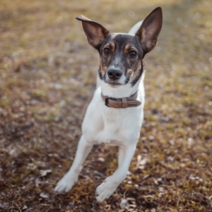 Our Resident Treat Expert on Collagen Treats For Dogs