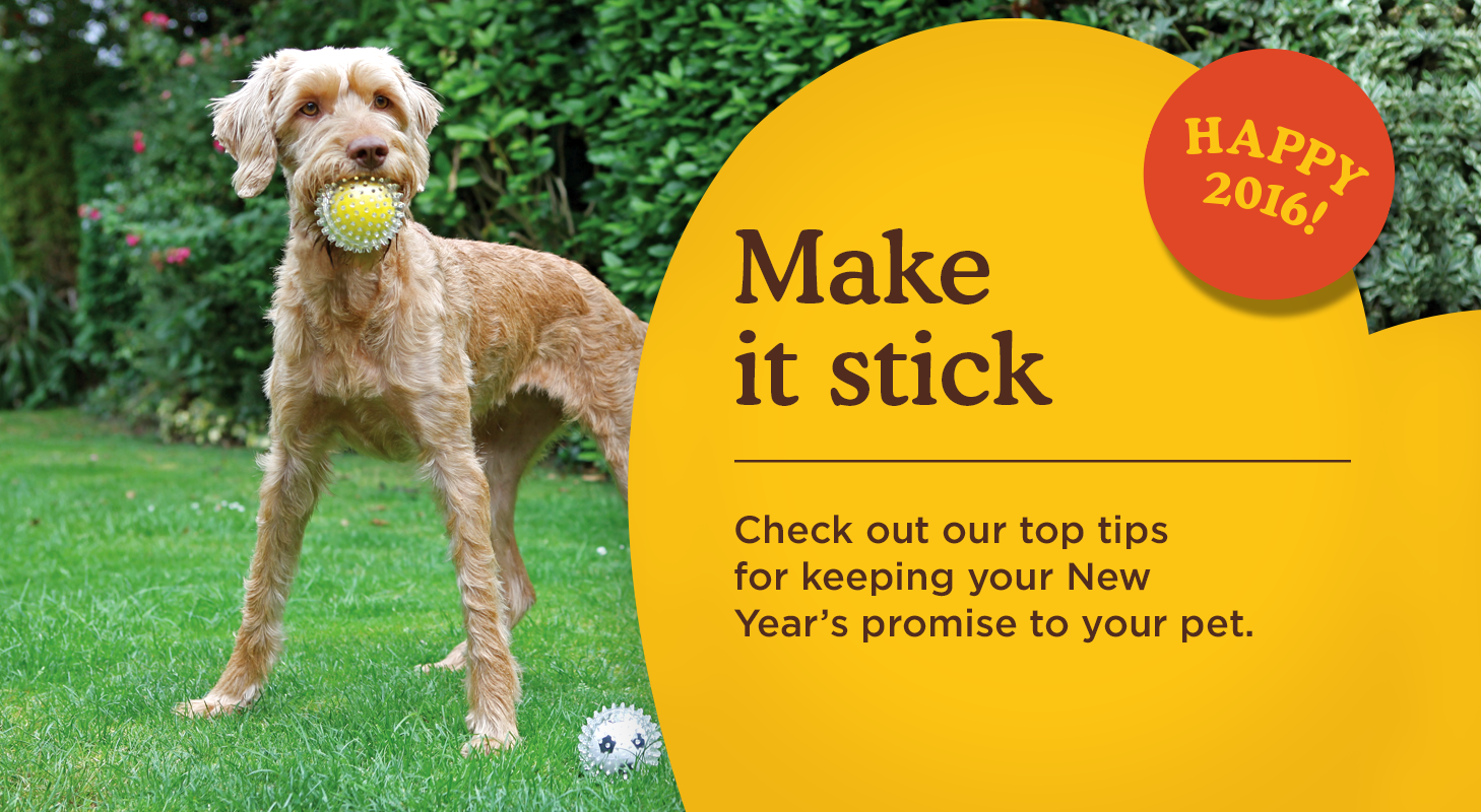 Reach your goals in 2016 with the help of your pet