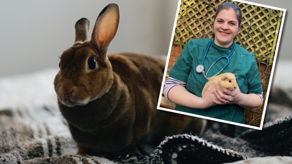 Keeping Your Rabbit And Guinea Pig Happy And Healthy This Spring