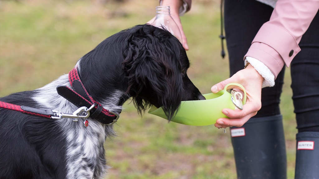 The Best Dog Walking Spots In The UK