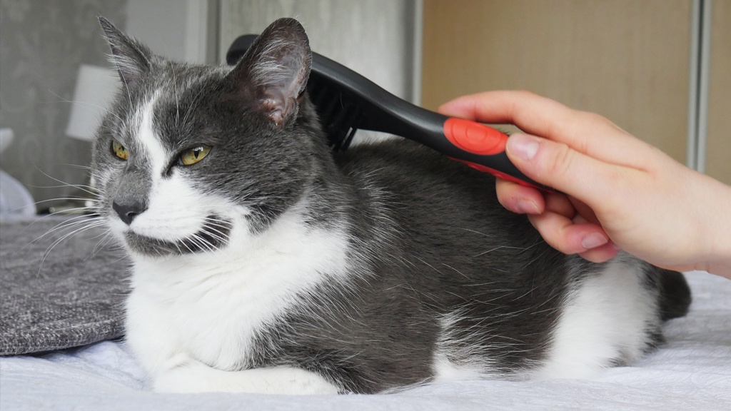 Top Tips For Home Grooming