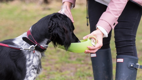 Top tips for a comfortable car journey with your pet