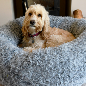 How To Choose The Best Bed For Your Dog