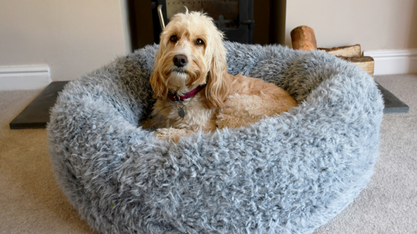 How To Choose The Best Bed For Your Dog