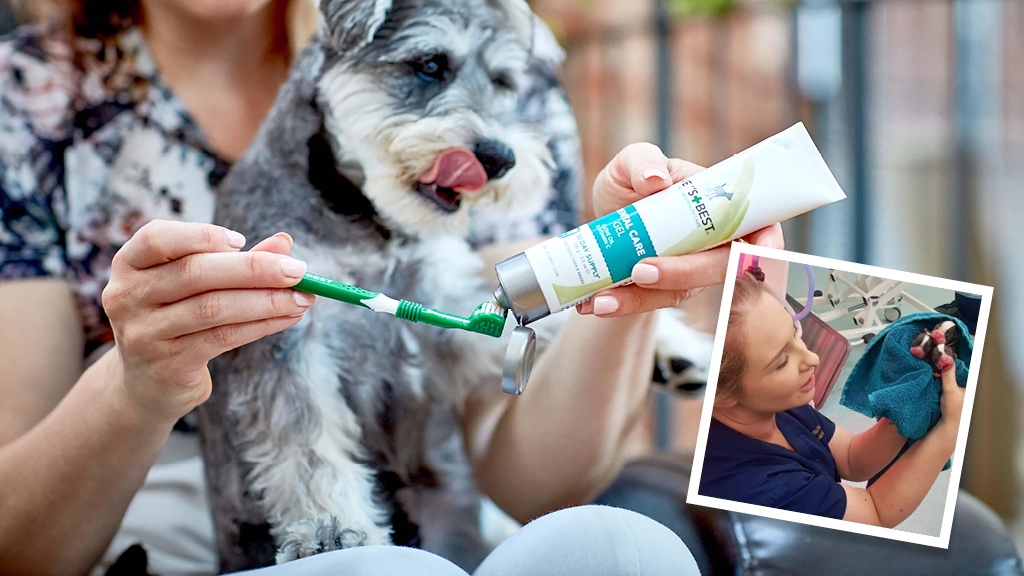 Your Pets And Their Dental Care