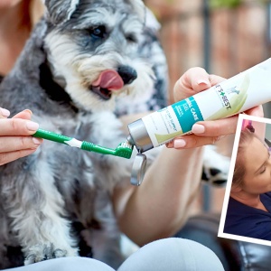 Your Pets And Their Dental Care