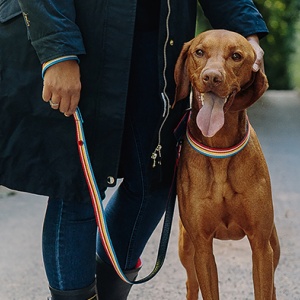 Six top tips to remember when walking your dog this summer