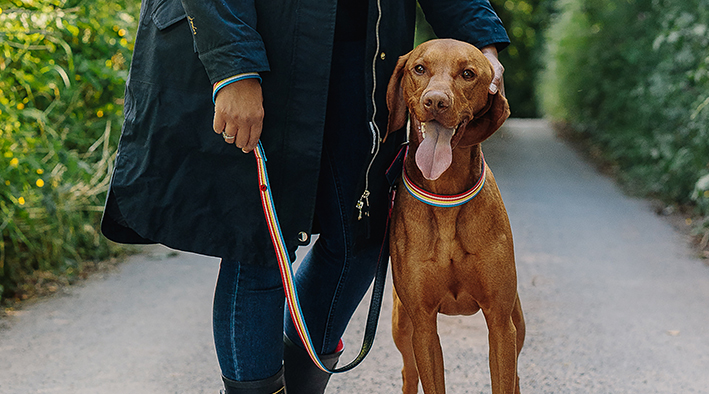 Six top tips to remember when walking your dog this summer