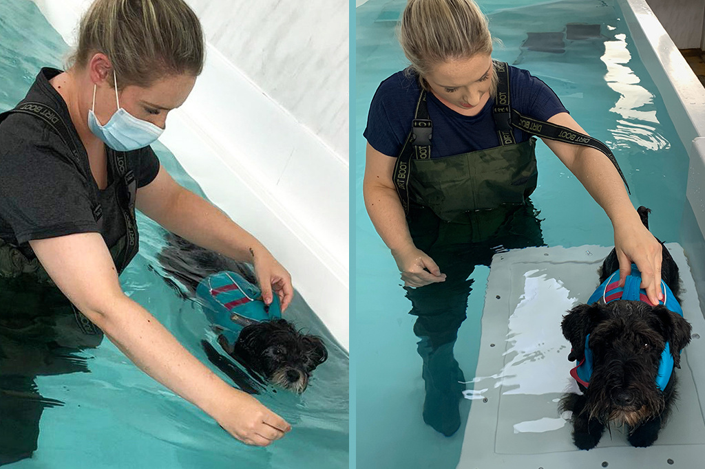 What is hydrotherapy and how could it benefit my pet?