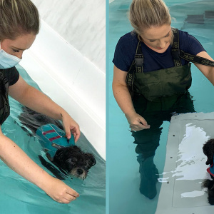 What is hydrotherapy and how could it benefit my pet?