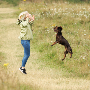 A Day in the Life with my Working Cocker Spaniel Journey