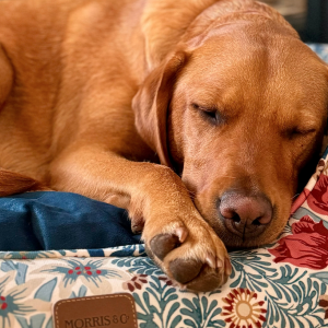 Behind the Designs: The Story of the New William Morris Pet Bed Prints