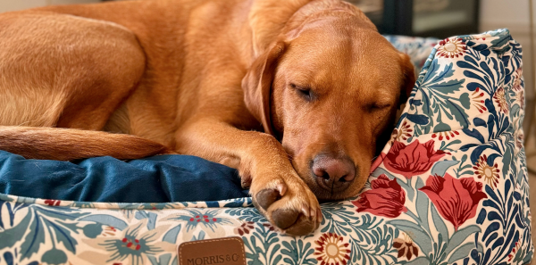 Behind the Designs: The Story of the New William Morris Pet Bed Prints