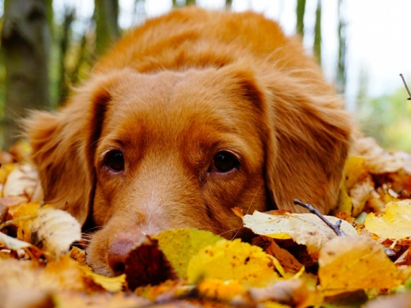 7 Tips For Autumn Pet Care