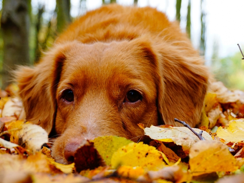 7 Tips For Autumn Pet Care