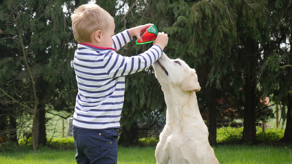 Dog Days of Summer: Hygienic Dog Toys for Play