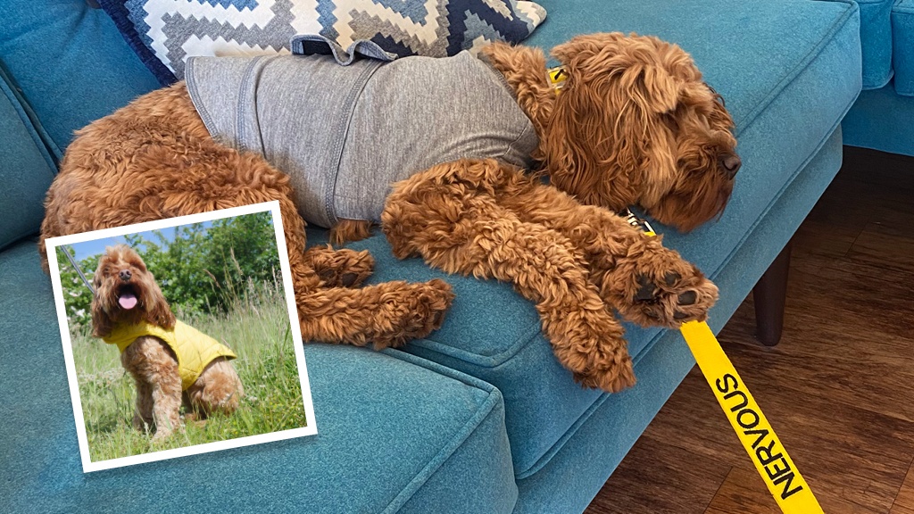 Supporting Anxious Dogs who wear Yellow