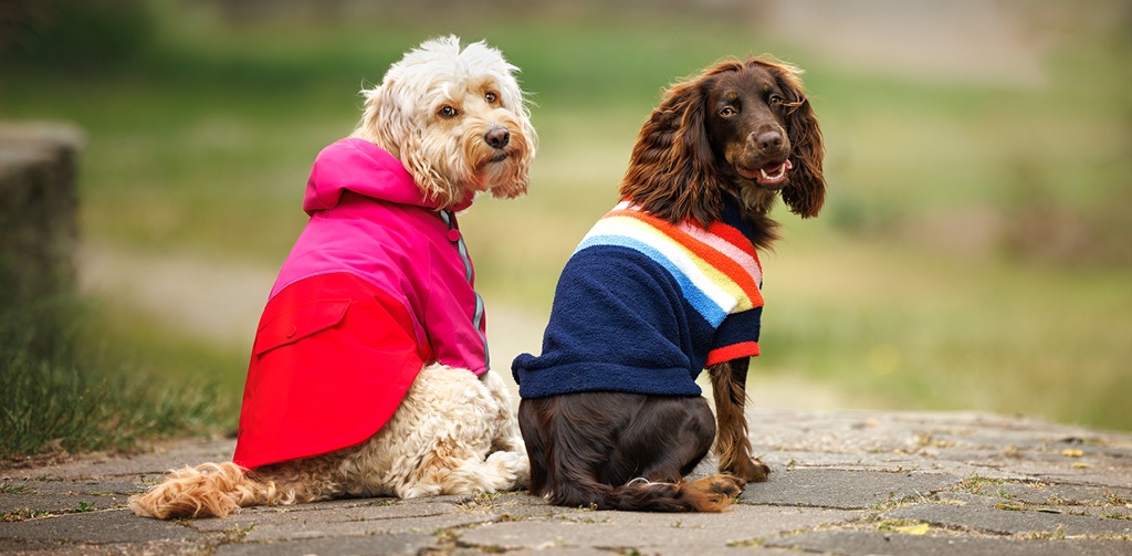 What Coat is Right for My Dog Rosewood Pet